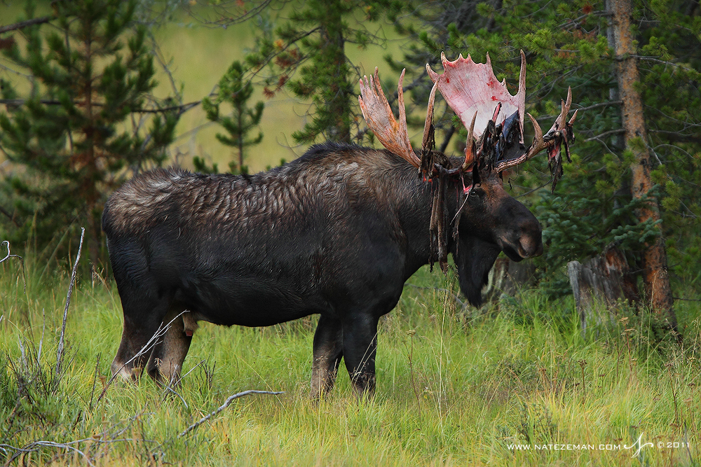 Shedding Velvet