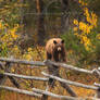 Free to Roam