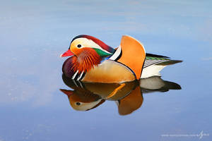 Mandarin