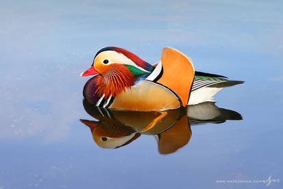 Mandarin