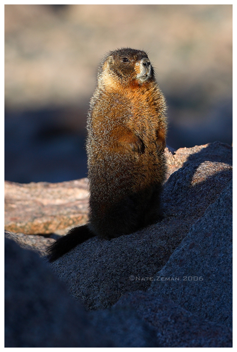 Yellow Bellied Marmot