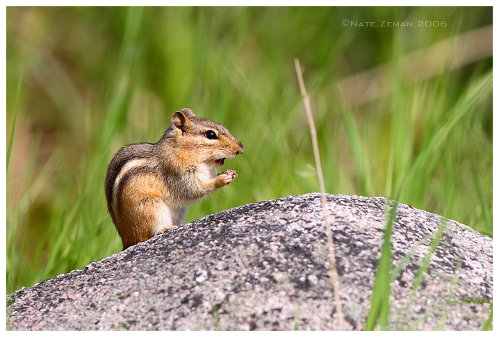 praying chipmunk