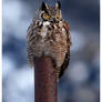 Great Horned Owl