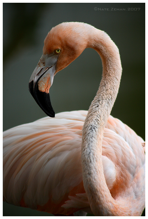 American Flamingo