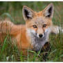 Little Red Fox