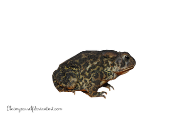 Frog PRECUT Stock PNG