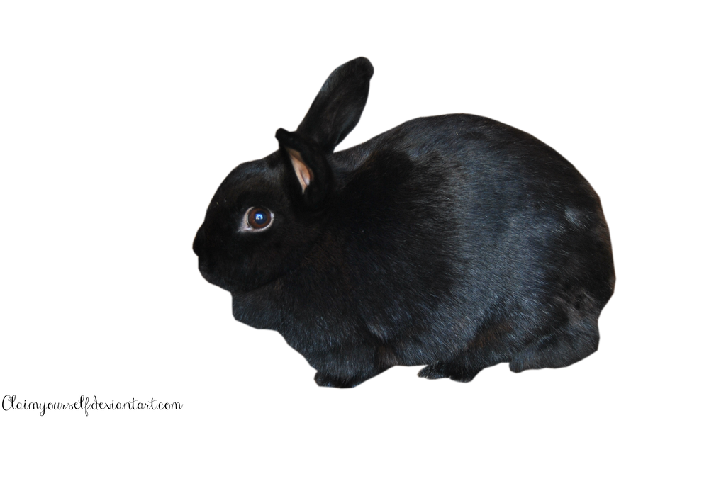 Black Rabbit PRECUT PNG Stock