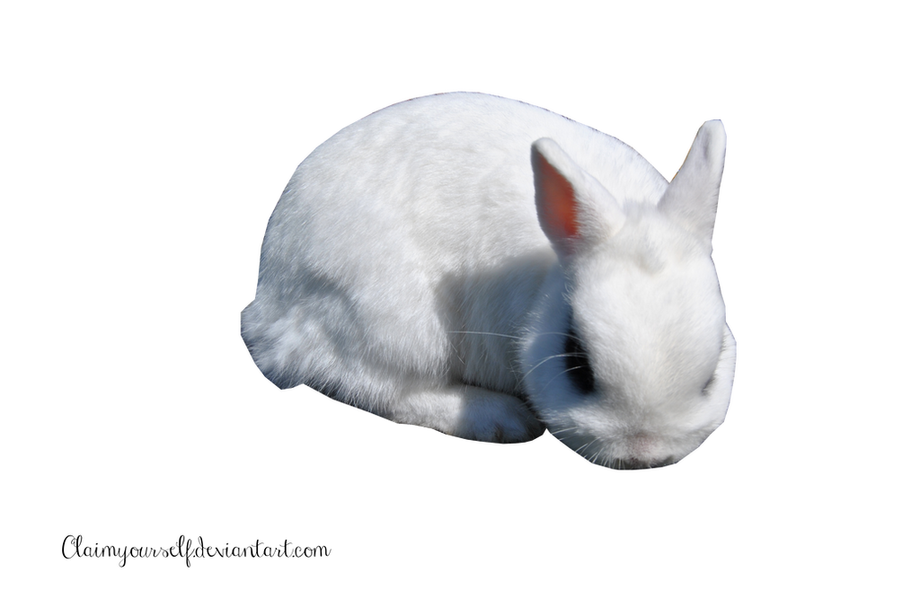 White Rabbit 2 PRECUT PNG Stock by Tris-Marie on DeviantArt