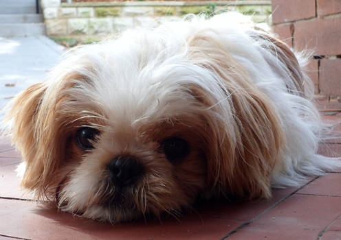 Window to a Puppy's Soul