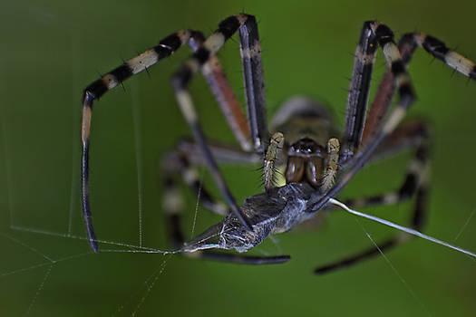 Argiope Aurantia_2