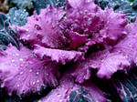 Ornamental Cabbage by Elva-Obscura