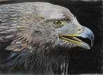 Hawk by eemran