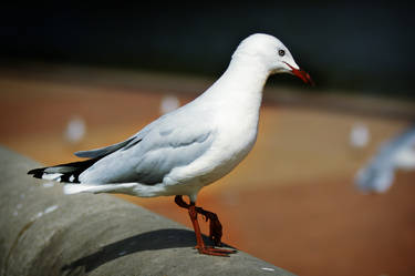 Seagull_1