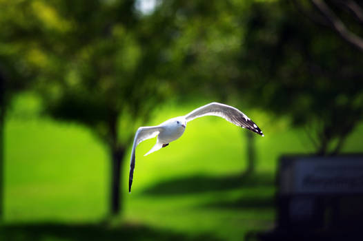 Seagull_3