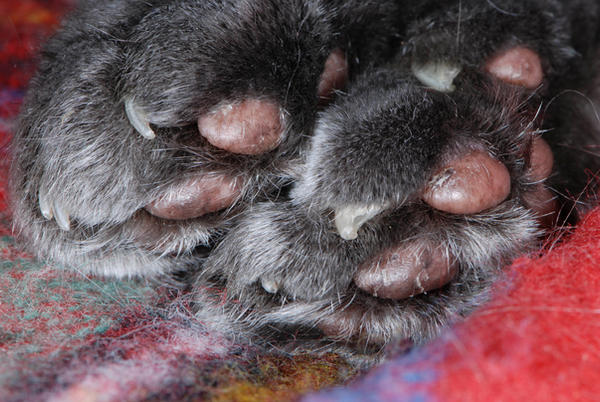 Puma's Paws