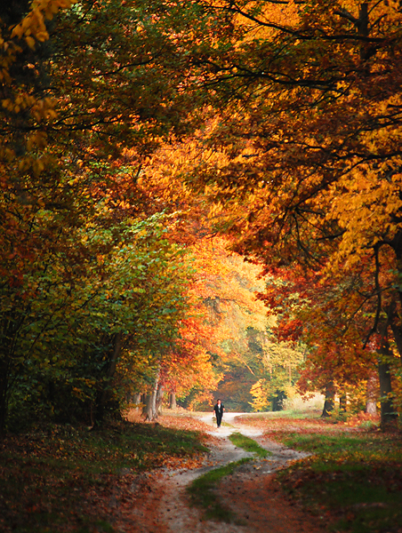 Polish colors of autumn