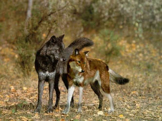 pretty wolves