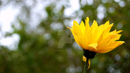 Yellow flower.