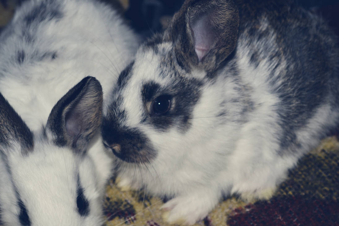 Rabbit by pumpkinmd on DeviantArt