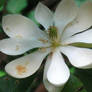 sweet bay magnolia flower