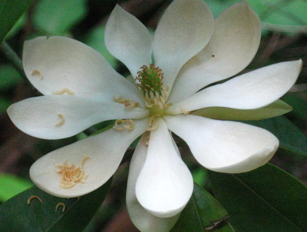 sweet bay magnolia flower