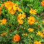 Coreopsis