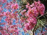 pink flowering tree 3 by crazygardener