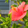 red Hibiscus