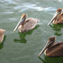 pelicans