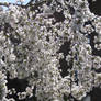 weeping cherry