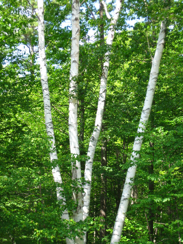 clump of white birch