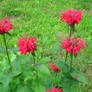 red bee balm