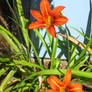 daylilies....