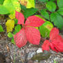 virginia creeper w, poison ivy