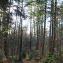 white pine forest