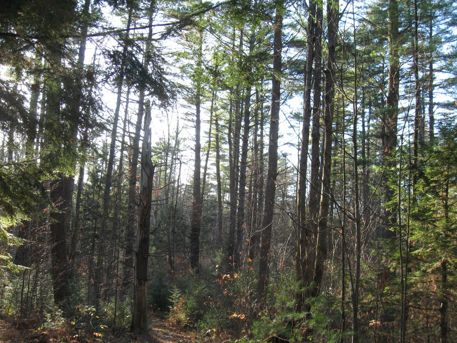 white pine forest