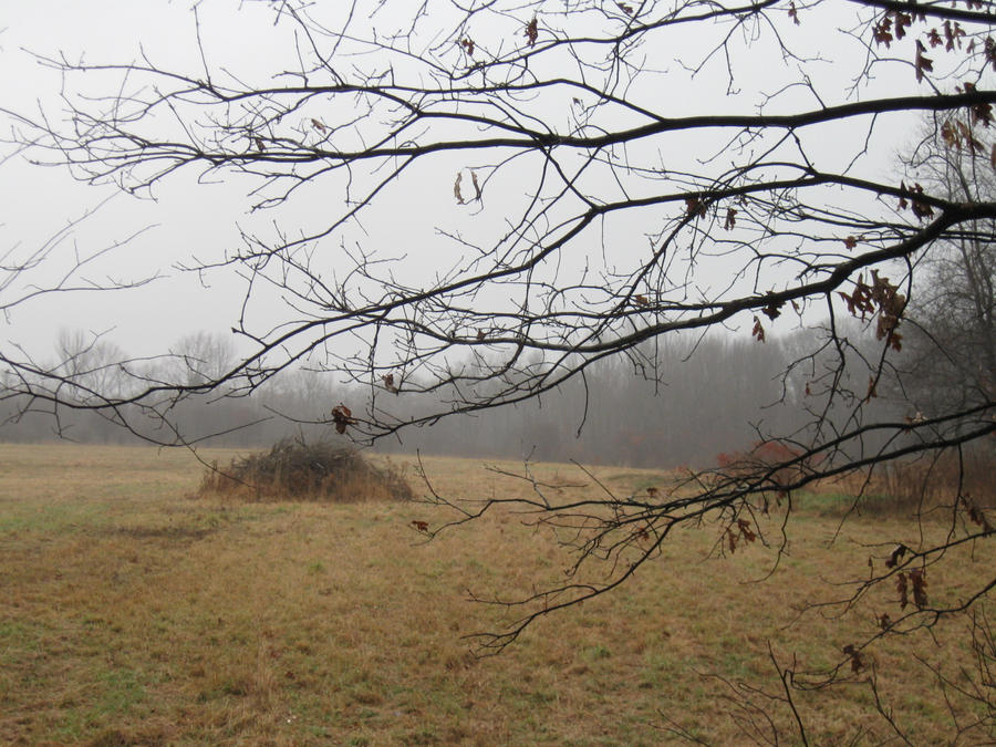 foggy field