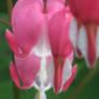 bleeding hearts 4