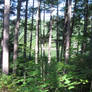 red spruce forest