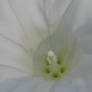 Jimson weed 2