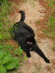 my kitty.. by crazygardener