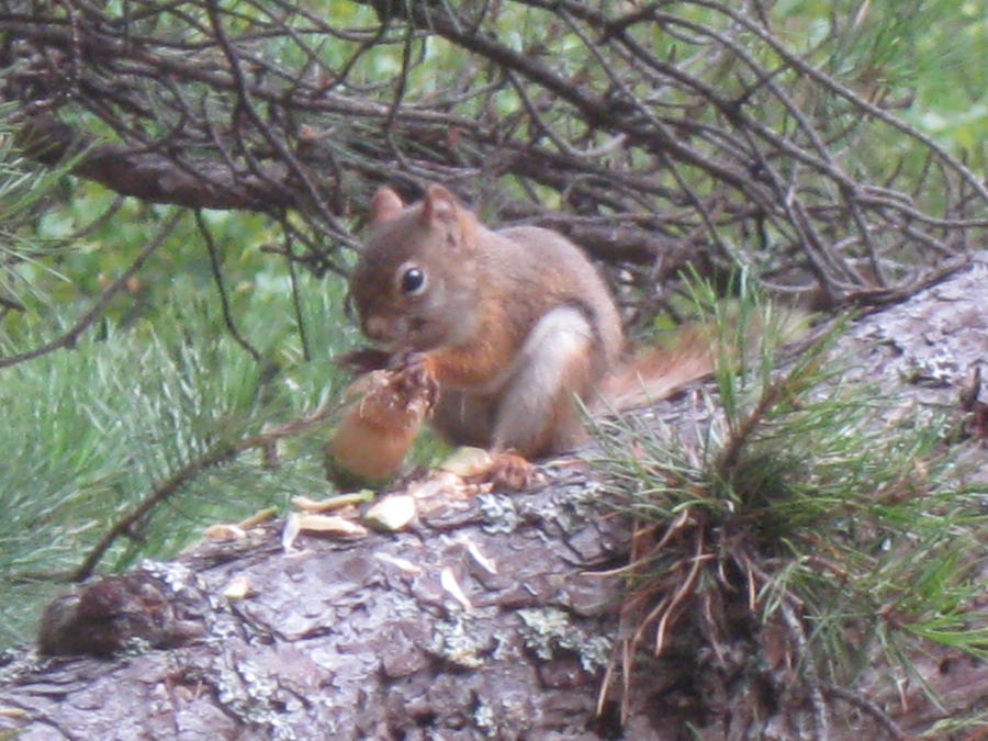 red squirrel in Maine 15