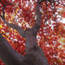 Wizard's Japanese Maple 5