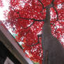 Wizard's Japanese Maple 7