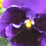 my other purple pansy