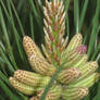 male cones and tassel