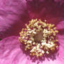 Purple Flowering Raspberry 2