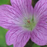 wild geranium..