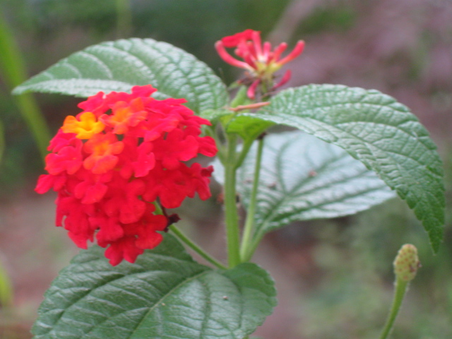 Lantana 4