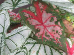 Caladium leaves by crazygardener